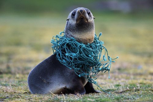 Nobody Wall Decals Fishing Net Caught around Fur Seal's Neck - 60 inches x 40 inches - Peel and Stick Removable Graphic