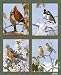 Birds of the Seasons Throw Blanket