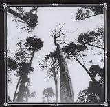 When the Forest Calls