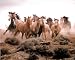 Animal Wild Horses Running Print POSTER Photo Art Deco - 20" x 16"
