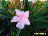 Live Plant Nerium Oleander 'Pink Petite'