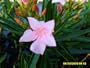 Live Plant Nerium Oleander 'Pink Petite'