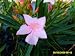 Live Plant Nerium Oleander 'Pink Petite'