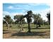 Grottoes Of Catullus #2 - Olive trees Botanical Poster Print by Bel Phos, 20x16