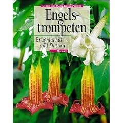 Brugmansia ( Datura). Engelstrompeten
