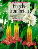 Brugmansia ( Datura). Engelstrompeten
