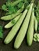 Armenian Yard Long Cucumber Seeds - Cucumis Sativus - 2 Grams - Approx 50 Gardening Seeds - Vegetable Garden Seed