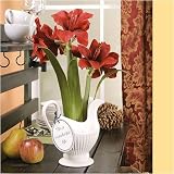 Amaryllis Orcia