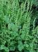 Tellima Grandiflora (Fringe Cups) Photographic Poster Print by Mark Bolton, 18x24