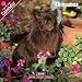   - Chihuahua 2009 Wall Calendar 12