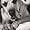 Dogtionary: Meaningful Portraits of Dogs