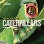 Face to Face with Caterpillars (Face to Face with Animals)
