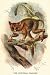 Art Poster, The Spectral Tarsier - 18.75 x 27.5