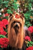 300 Piece Yorkshire Terrier Jigsaw Puzzle