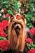  - 300 Piece Yorkshire Terrier Jigsaw Puzzle