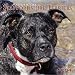 American Staffordshire Terriers 2004 Calendar