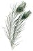 Peacock Eye Feather 2-Pack: Natural