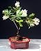 White Flowering Indian Hawthorne