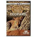 Nature: Revealing the Leopard