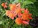 Mexican Flame vine