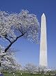 Cherry Tree Touch at the Washington Monument Photograph - Beautiful 16"x20" Photographic Print by Carol M. Highsmith