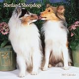 Shetland Sheepdogs 2007 Calendar