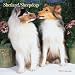 Shetland Sheepdogs 2007 Calendar