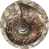 Set of Four Fossilized Nautilus Thirstystone Drink Coasters - Style TSAS9