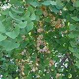 ギンナン（銀杏・イチョウ）：久寿4～5号ポット