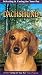 dachshund3 - Selecting and Caring For Your Pet Dachshund VHS