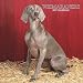 Weimaraners 2007 Calendar