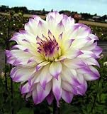 Ferncliff Illusion Dinnerplate Cacti Dahlia - 2 Tubers - B00124P2JM