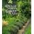 Rosemary Verey's Garden Plans