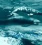 In Dolphin Time