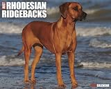 Rhodesian Ridgebacks 2013 Wall Calendar