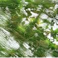 Mushishi Op Thema Sore Feet Song