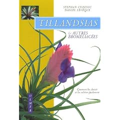 Tillandsias et autres bromeliac�es : Comment les choisir et les cultiver facilement