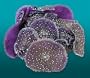 - NAI CORAL MUSHROON PR 8X6X4