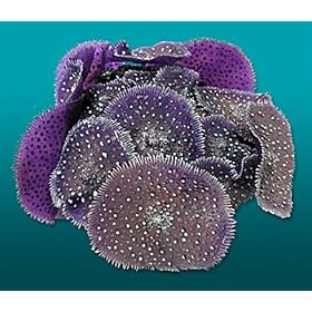 Nature's Image Artificial Corals: Purple Rock Mushroom by Nature's Image