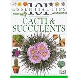 cacti  succulents 101 essential tips