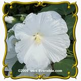 Amazon / Tropical Oasis: Hairy Rose Mallow (Hibiscus lasiocarpus) Jumbo Wildflower Seed Packet - 150 Seeds