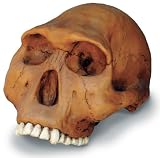 H Habilis Cranium W/Stand