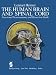 Human Brain and Spinal Cord