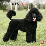 Poodles 2012 Square 12X12 Wall Calendar (Multilingual Edition)