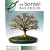 The Bonsai Handbook