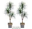 TWO 6' Yucca Tripled Artificial Trees Silk Plants
