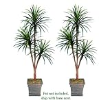 TWO 6' Yucca Tripled Artificial Trees Silk Plants