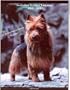 Australian Terrier Champions, 1960-2005