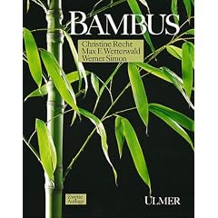 Bambus
