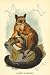 Art Poster, Allen's Galago - 18.75 x 27.5